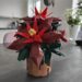 Poinsettia
